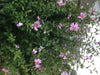 HIBISCUS Rose of Sharon (STARTER PLANT) Perennial SHRUB - Caribbean garden seed