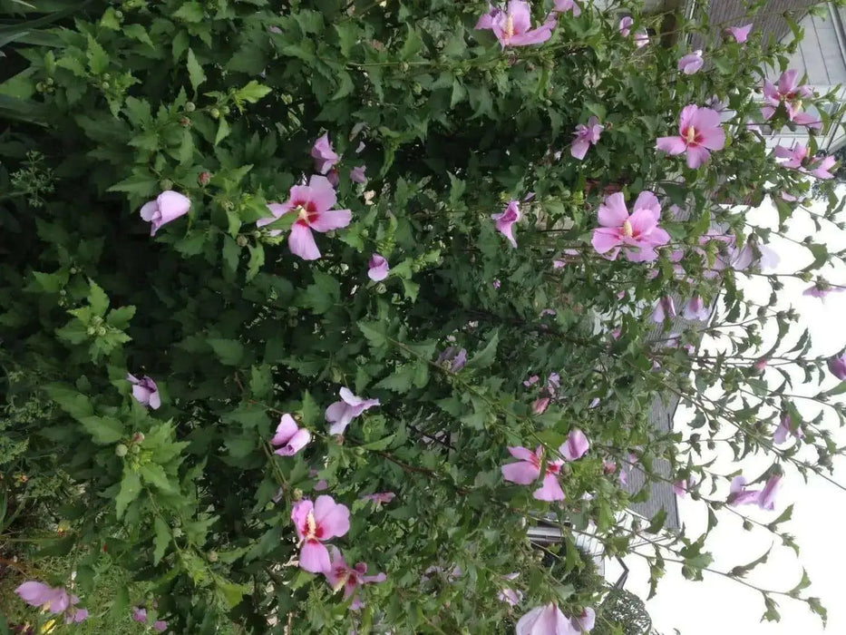 HIBISCUS Rose of Sharon (STARTER PLANT) Perennial SHRUB - Caribbean garden seed