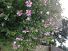 HIBISCUS Rose of Sharon (STARTER PLANT) Perennial SHRUB - Caribbean garden seed