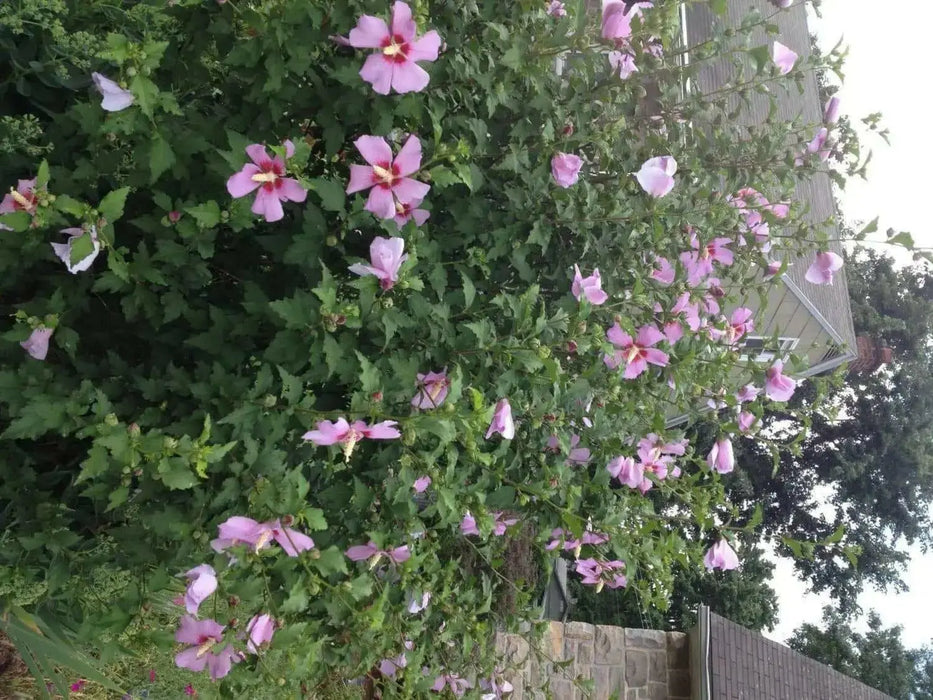HIBISCUS Rose of Sharon (STARTER PLANT) Perennial SHRUB - Caribbean garden seed
