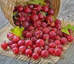 Hinnomaki Red Gooseberry (Live plants) Perennial Vine, Shrub - Caribbean garden seed