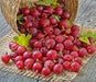 Hinnomaki Red Gooseberry (Live plants) Perennial Vine, Shrub - Caribbean garden seed