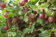 Hinnomaki Red Gooseberry (Live plants) Perennial Vine, Shrub - Caribbean garden seed