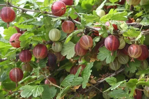 Hinnomaki Red Gooseberry (Live plants) Perennial Vine, Shrub - Caribbean garden seed