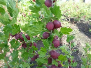 Hinnomaki Red Gooseberry (Live plants) Perennial Vine, Shrub - Caribbean garden seed