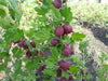Hinnomaki Red Gooseberry (Live plants) Perennial Vine, Shrub - Caribbean garden seed
