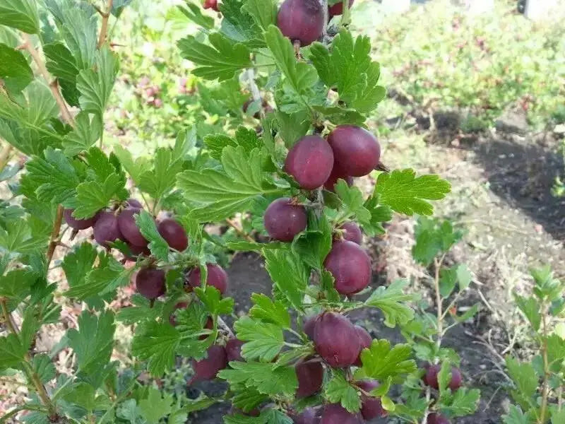 Hinnomaki Red Gooseberry (Live plants) Perennial Vine, Shrub - Caribbean garden seed