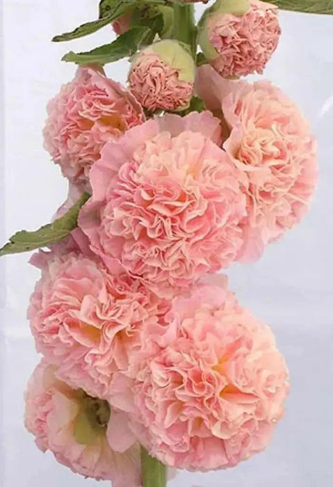 Hollyhock seeds - SALMON QUEEN - Double flowers, - Caribbean garden seed