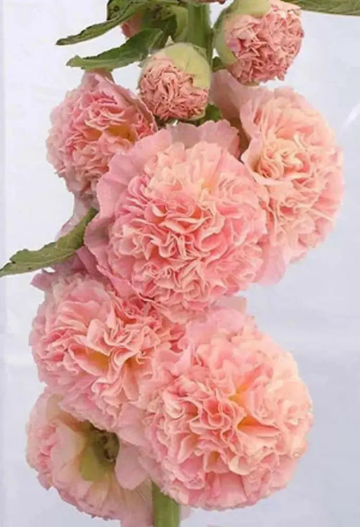 Hollyhock seeds - SALMON QUEEN - Double flowers, - Caribbean garden seed