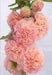 Hollyhock seeds - SALMON QUEEN - Double flowers, - Caribbean garden seed
