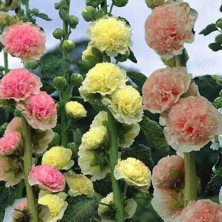 Hollyhock seeds - SALMON QUEEN - Double flowers, - Caribbean garden seed