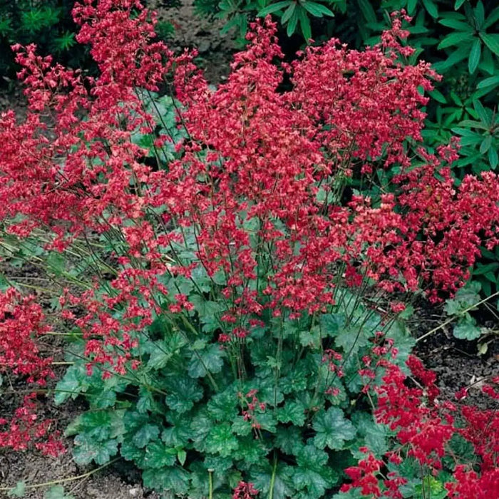 Heuchera sanguinea Ruby Bells ,Heuchera  FLOWERS, Perennial, Zone: 4-9 - Caribbean garden seed