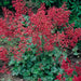 Heuchera sanguinea Ruby Bells ,Heuchera  FLOWERS, Perennial, Zone: 4-9 - Caribbean garden seed
