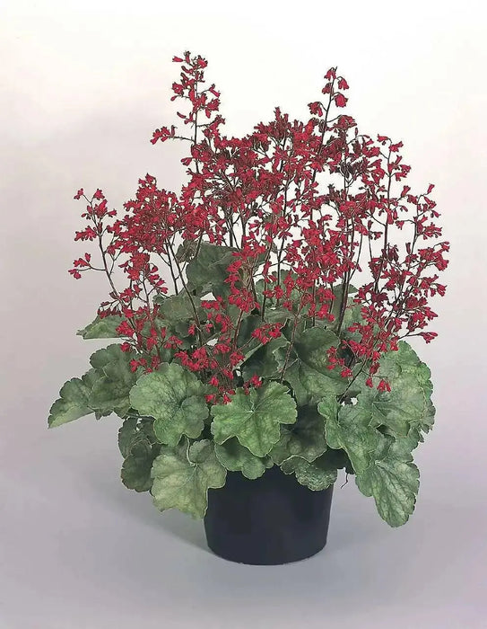 Heuchera sanguinea Ruby Bells ,Heuchera  FLOWERS, Perennial, Zone: 4-9 - Caribbean garden seed