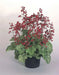 Heuchera sanguinea Ruby Bells ,Heuchera  FLOWERS, Perennial, Zone: 4-9 - Caribbean garden seed