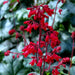 Heuchera sanguinea Ruby Bells ,Heuchera  FLOWERS, Perennial, Zone: 4-9 - Caribbean garden seed