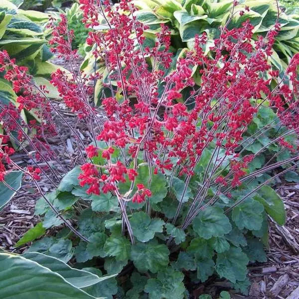 Heuchera sanguinea Ruby Bells ,Heuchera  FLOWERS, Perennial, Zone: 4-9 - Caribbean garden seed