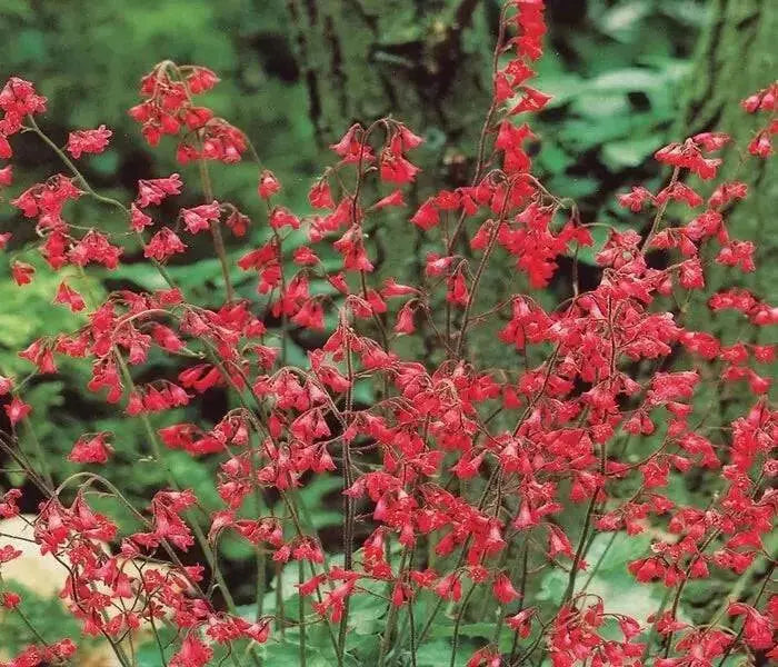 Heuchera sanguinea Ruby Bells ,Heuchera  FLOWERS, Perennial, Zone: 4-9 - Caribbean garden seed