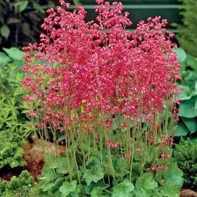 Heuchera sanguinea Ruby Bells ,Heuchera  FLOWERS, Perennial, Zone: 4-9 - Caribbean garden seed
