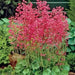 Heuchera sanguinea Ruby Bells ,Heuchera  FLOWERS, Perennial, Zone: 4-9 - Caribbean garden seed