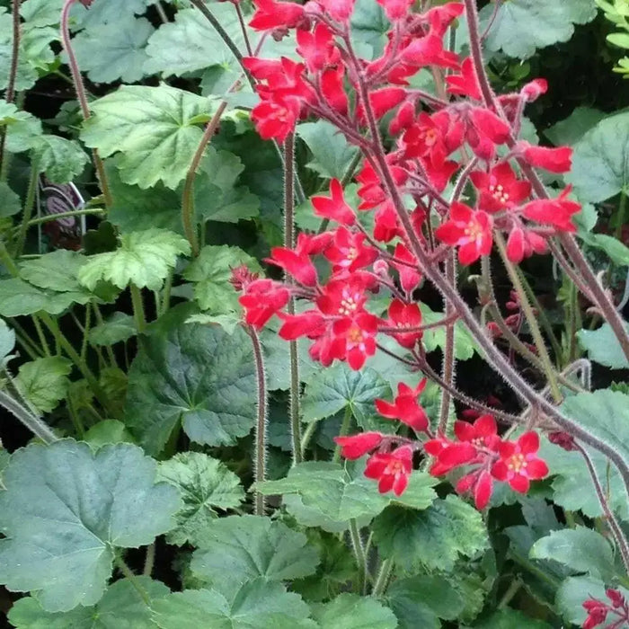 Heuchera sanguinea Ruby Bells ,Heuchera  FLOWERS, Perennial, Zone: 4-9 - Caribbean garden seed