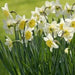 Holland Sensation Daffodil Bulbs ,Fall Planting , - Caribbean garden seed