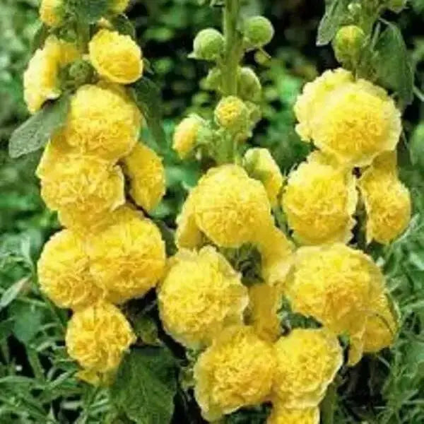 HOLLYHOCK SEEDS ,DOUBLE YELLOW ,PERENNIAL FLOWERS - Caribbean garden seed