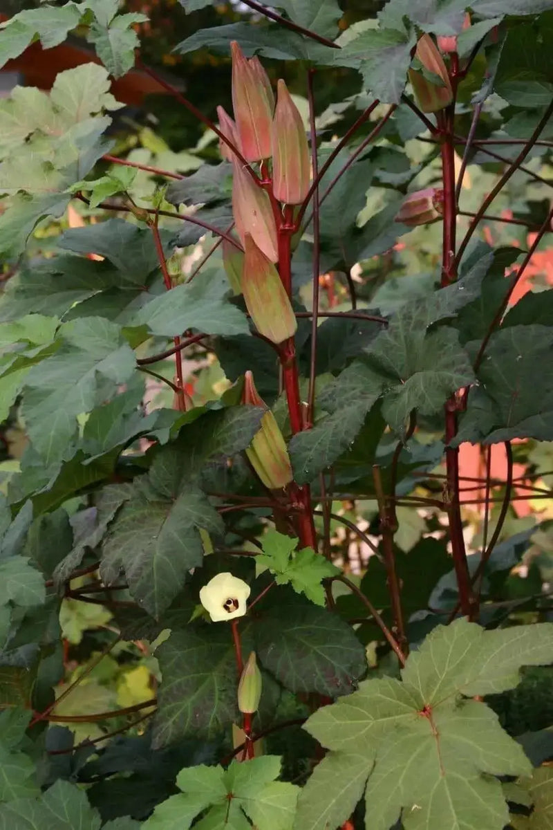 Hill Country Okra , Bhindi , Gumbo , Abelmoschus Esculentus, Lady's Fingers, - Caribbean garden seed