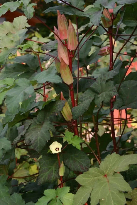 Hill Country Okra , Bhindi , Gumbo , Abelmoschus Esculentus, Lady's Fingers, - Caribbean garden seed
