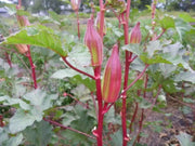Hill Country Okra , Bhindi , Gumbo , Abelmoschus Esculentus, Lady's Fingers, - Caribbean garden seed
