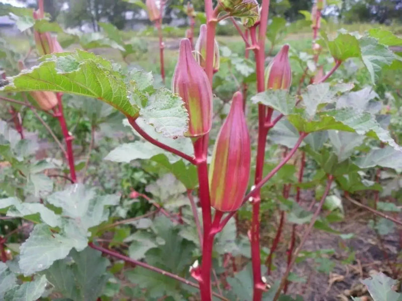 Hill Country Okra , Bhindi , Gumbo , Abelmoschus Esculentus, Lady's Fingers, - Caribbean garden seed