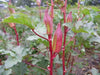 Hill Country Okra , Bhindi , Gumbo , Abelmoschus Esculentus, Lady's Fingers, - Caribbean garden seed