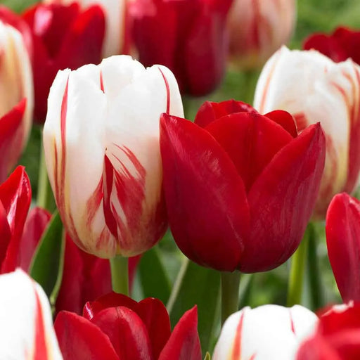 Holiday Mixture ,Tulip bulbs - Caribbean garden seed