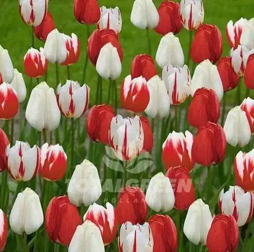Holiday Mixture ,Tulip bulbs - Caribbean garden seed
