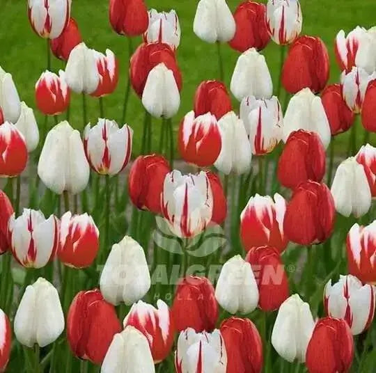 Holiday Mixture ,Tulip bulbs - Caribbean garden seed