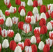 Holiday Mixture ,Tulip bulbs - Caribbean garden seed