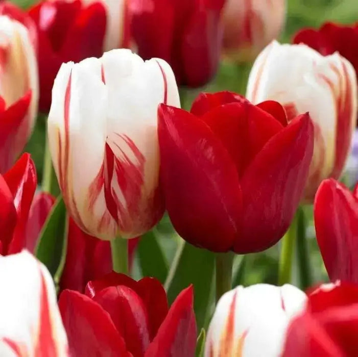 Holiday Mixture ,Tulip bulbs - Caribbean garden seed