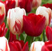 Holiday Mixture ,Tulip bulbs - Caribbean garden seed