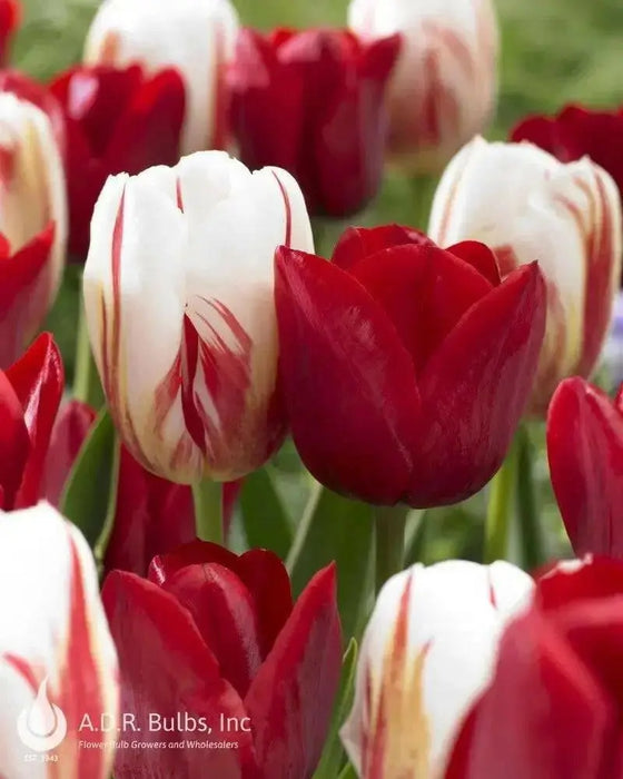 Holiday Mixture ,Tulip bulbs - Caribbean garden seed