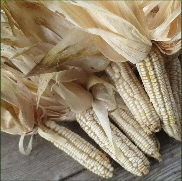 Hickory King White Corn Seeds - Heirloom - Caribbean garden seed