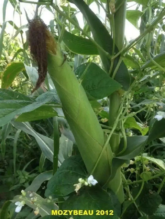 Hickory King White Corn Seeds - Heirloom - Caribbean garden seed