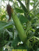 Hickory King White Corn Seeds - Heirloom - Caribbean garden seed