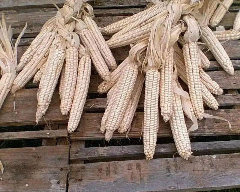Hickory King White Corn Seeds - Heirloom - Caribbean garden seed