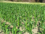 Hickory King White Corn Seeds - Heirloom - Caribbean garden seed