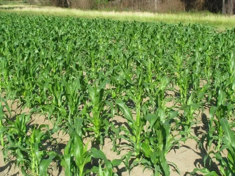 Hickory King White Corn Seeds - Heirloom - Caribbean garden seed