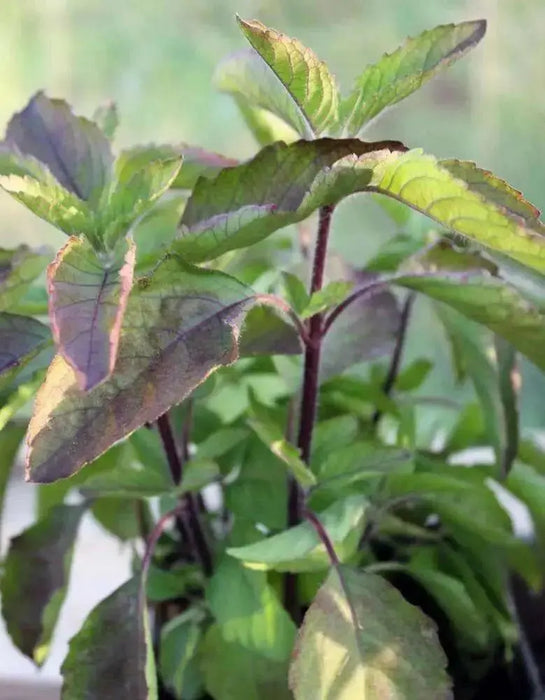 Holy basil Seeds, Red Leaf Tulsi (Ocimum sanctum) Asian Vegetable - Caribbean garden seed