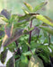 Holy basil Seeds, Red Leaf Tulsi (Ocimum sanctum) Asian Vegetable - Caribbean garden seed