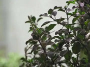 Holy basil Seeds, Red Leaf Tulsi (Ocimum sanctum) Asian Vegetable - Caribbean garden seed