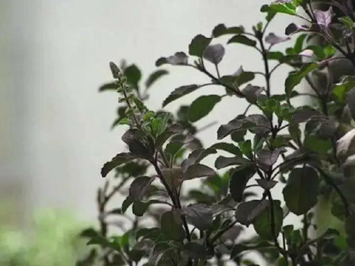 Holy basil Seeds, Red Leaf Tulsi (Ocimum sanctum) Asian Vegetable - Caribbean garden seed