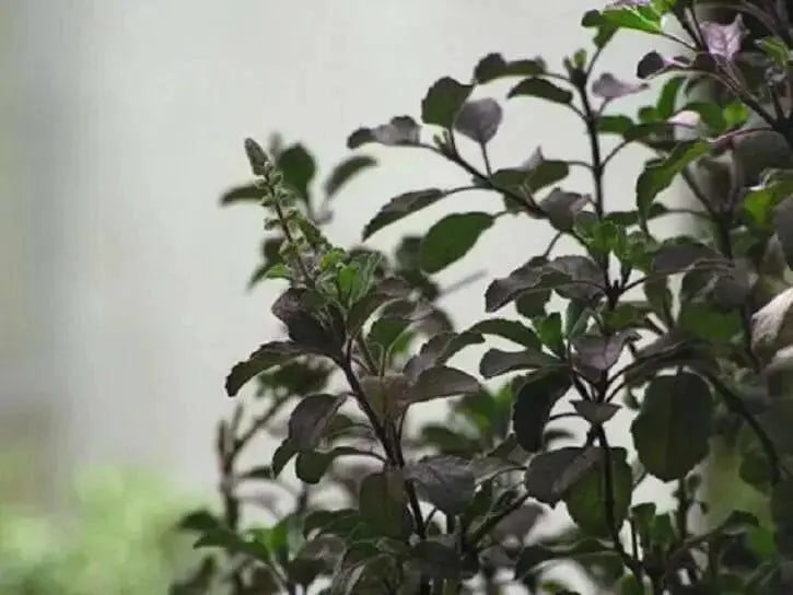 Holy basil Seeds, Red Leaf Tulsi (Ocimum sanctum) Asian Vegetable - Caribbean garden seed